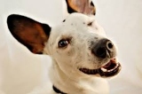 犬
