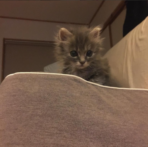 neko