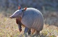 Armadillo[1]