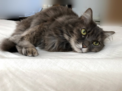 miwa