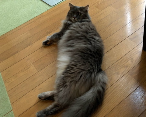 miwa