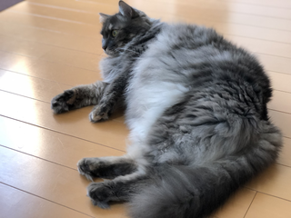 miwa
