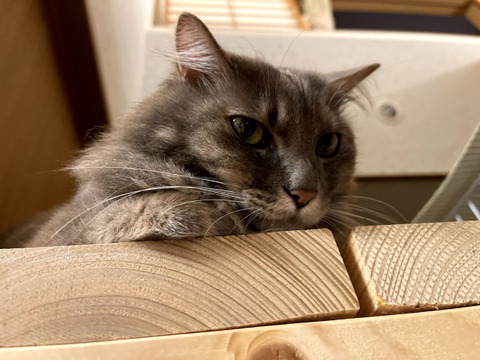 miwa