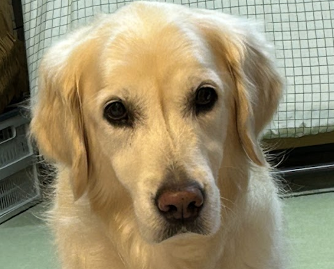 米株高に日本株がついていってないワン【イザナミ豆知識：木曜日20時15分は生放送 ゆる稼ぎLIVE】