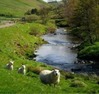 psalm-23-the-lord-is-my-shepherd2