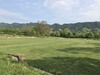 IMG_0918