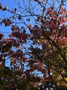 IMG_8621