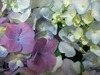 WP_000788