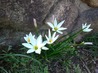 WP_000993