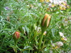 DSC03559