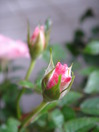 DSC03551