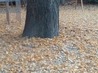 WP_001145