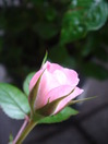 DSC03549