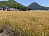 IMG_5928