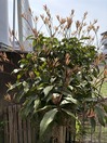 IMG_0459(2)