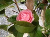 DSC00826
