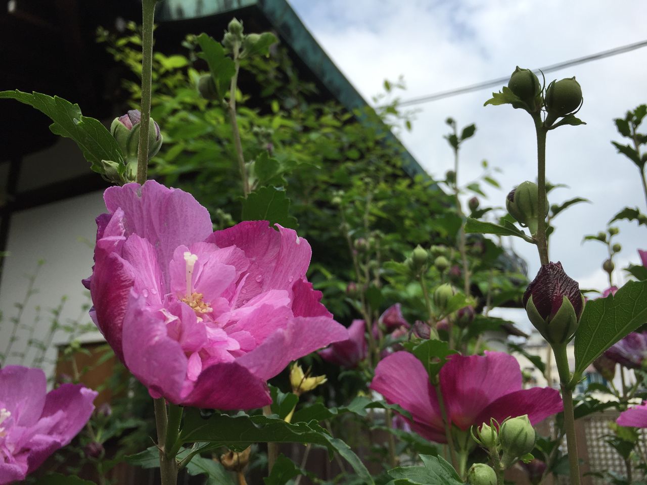 虐げてはならない エレミヤの言葉 Comfort Ye 井田 泉 虐げてはならない エレミヤの言葉 Comfort Ye 井田 泉