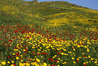 Galileeflowers