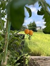 IMG_9559