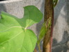 DSC08475