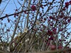 IMG_5520