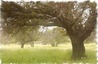 Oak Grove