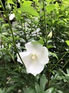 S__78897176