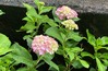 IMG_5976 (2)