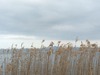 IMG_4206