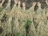 IMG_3147(1)