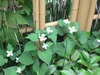 WP_000739
