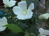 WP_000925