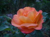 DSC02354