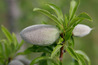 Almond_on_tree