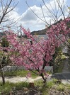 IMG_0438(1)