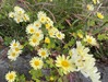 IMG_6326 (2)
