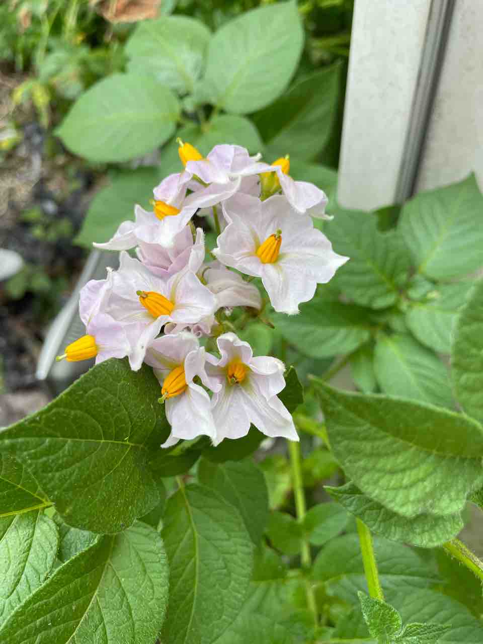 ジャガイモの花が 蕎麦打日記 ジャガイモの花が 蕎麦打日記