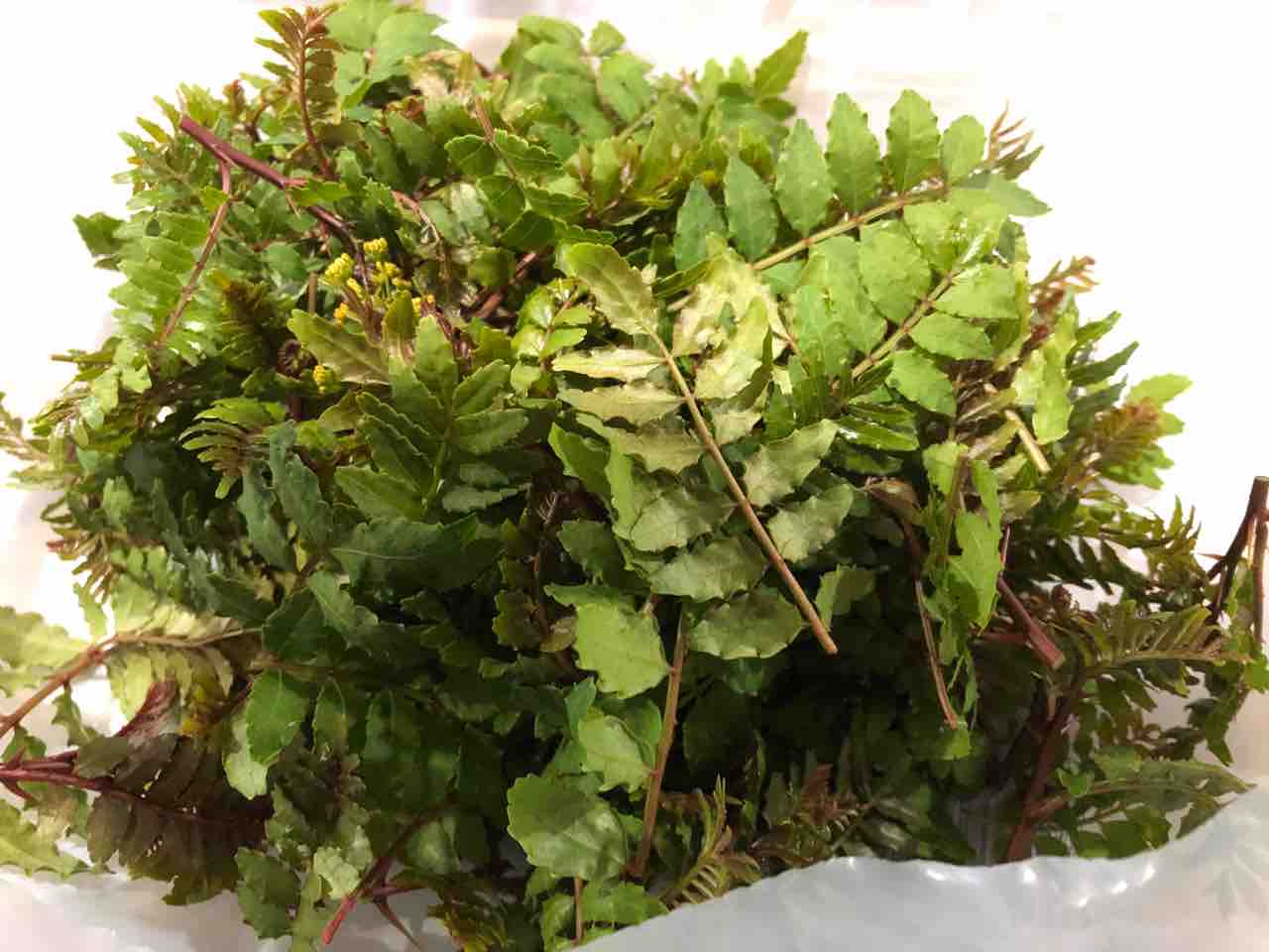 山椒の新芽の佃煮 蕎麦打日記 山椒の新芽の佃煮 蕎麦打日記