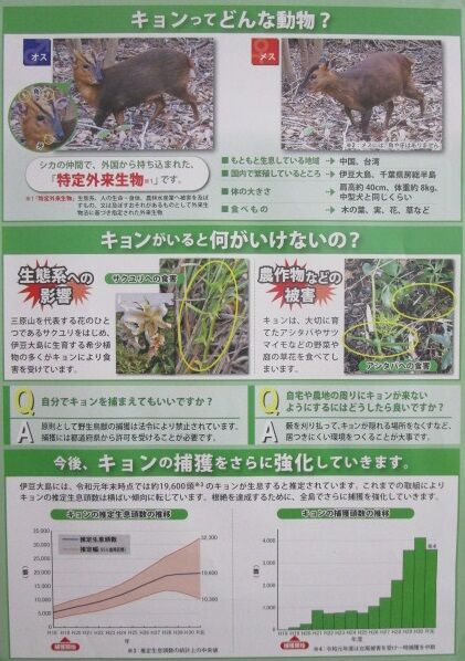キョンの捕獲について ぐっさんの伊豆大島チラ見 キョンの捕獲について ぐっさんの伊豆大島チラ見