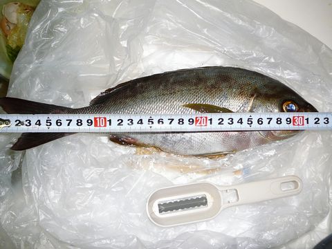 11hokkawa6