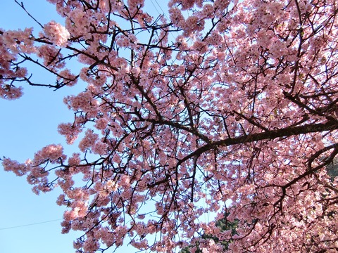 sakura-03