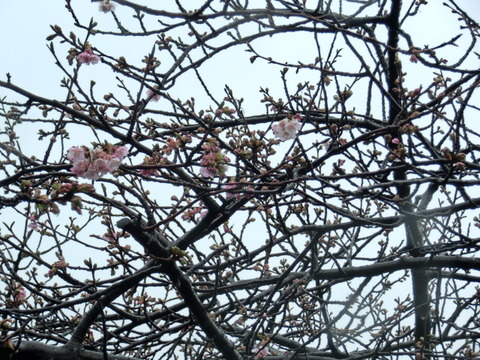 CIMG0299