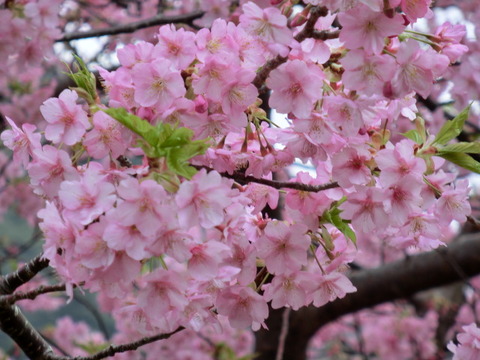 CIMG0334
