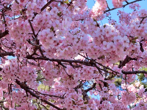 sakura-02