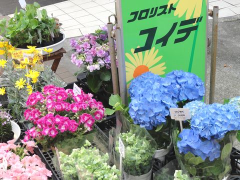 koide2