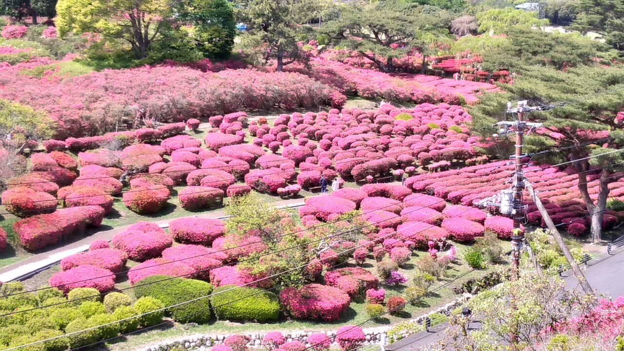 小室山公園のつつじが見頃となりました 伊豆移住生活 マンションで田舎暮らし