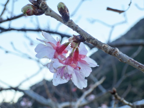 CIMG7282