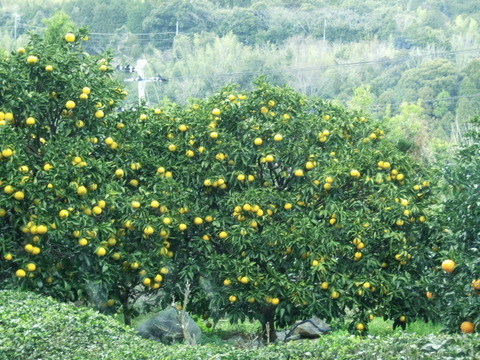 CIMG0384