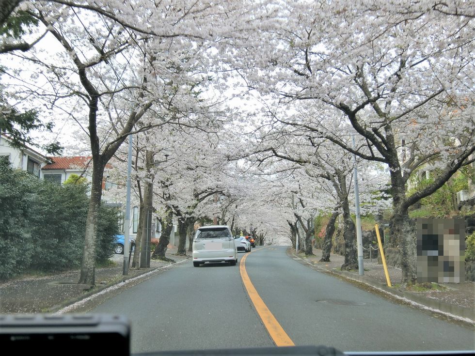 伊豆高原桜のトンネルドライブスルー花見 伊豆移住生活 マンションで田舎暮らし 伊豆高原桜のトンネルドライブスルー花見 伊豆移住生活 マンションで田舎暮らし