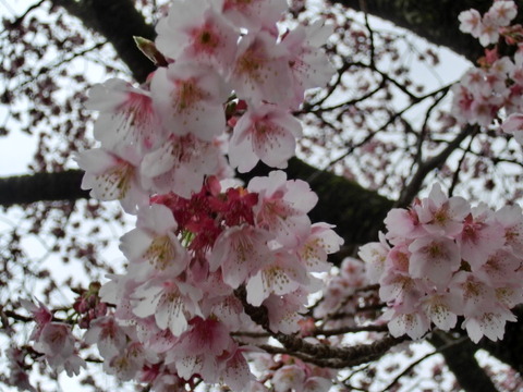CIMG0331